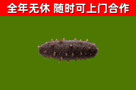 屏南烟酒回收干海参.jpg